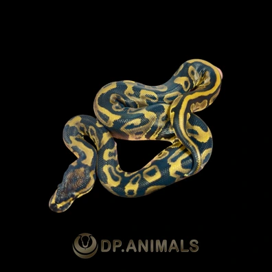 Leopard Het Monarch Het Clown Ball Python - male for sale from DP Animals
