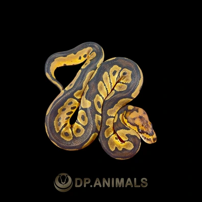 Clown Het Monarch Ball Python - female for sale from DP Animals