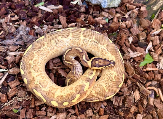 Enchi Freeway 50% Het Clown Ball Python by Frameshift Reptiles LLC