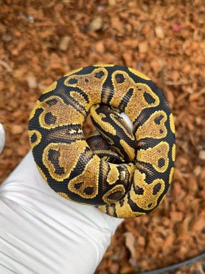 Pixel YB Ball Python by Frameshift Reptiles LLC
