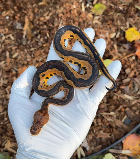 Wookie Leopard (Poss Red Stripe YB) Clown Ball Pythons by