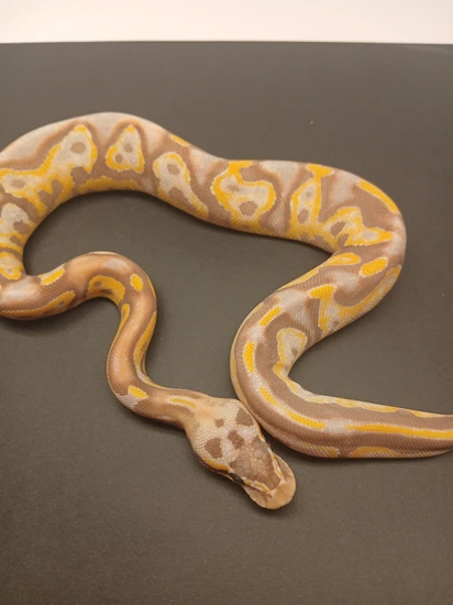 Banana Leopard Fire Python Banana Cypress Leopard Fire Pastel Enchi (Orange Dream) Ball Python by ...
