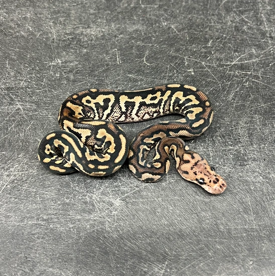 Pompeii Python