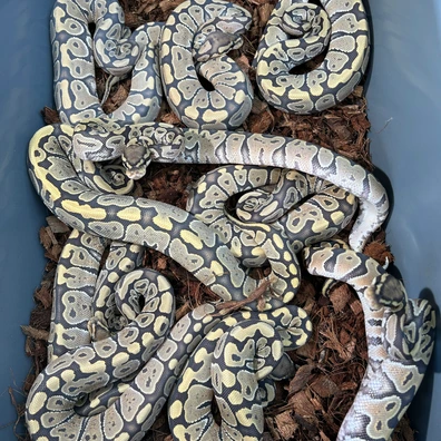 5.5 Double Ghost (Hypo/Orange Ghost) Pos Special Ball Python - female for sale from Dragon Ball Morphs