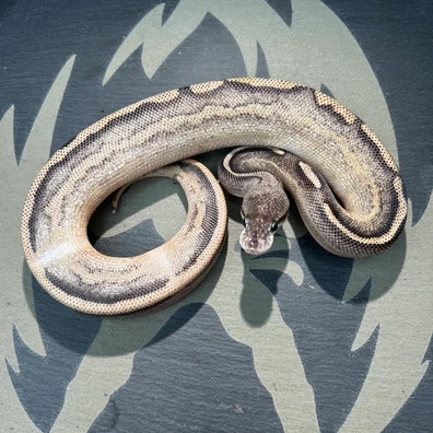 Black Pastel Phantom Leopard Freeway