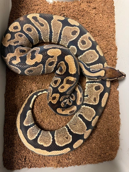 100% DH Hypo Pied Ball Python by Dragon Ball Pythons