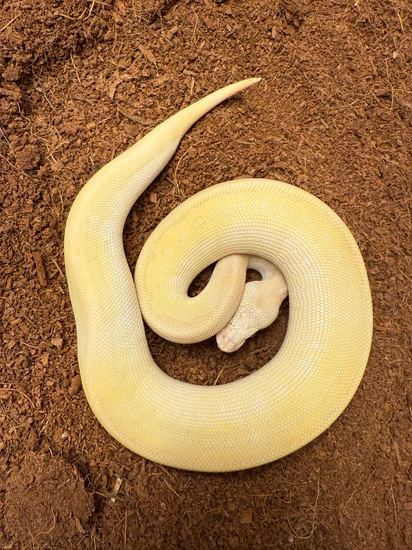 Banana Leopard Lesser Pastel Clown (Enchi) Het Piebald Ball Python by ...