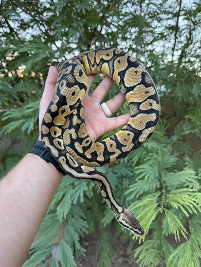 Pastel DH Monsoon VPI Axanthic Ball Python by Dragon Ball Pythons