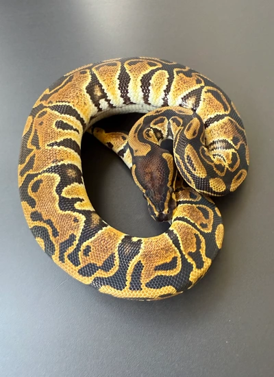Het Sunset (Low Reserve) Ball Python by Dragon Ball Pythons