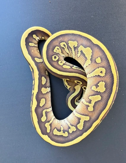 Leopard Lesser DH G-stripe Clown Ball Python by Dragon Ball Pythons