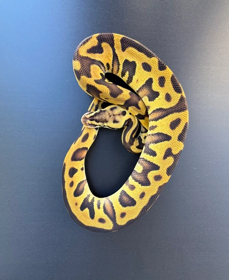 Leopard Pastel Enchi DH G-stripe Clown (Poss YB) Ball Python by Dragon ...