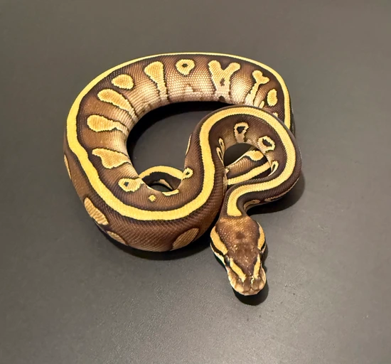 Leopard Lesser 100% Het Clown 66% Het G-stripe Ball Python by Dragon ...