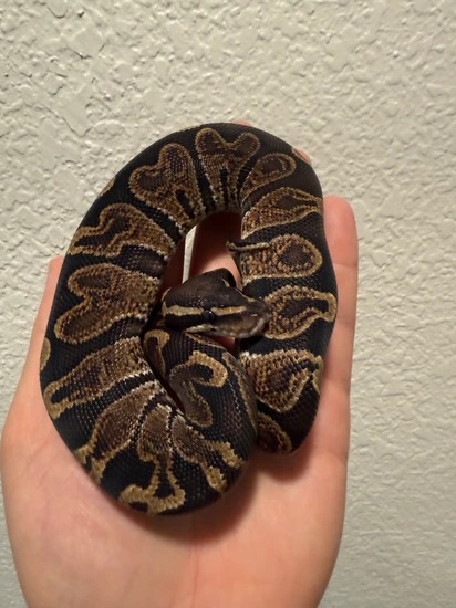 GHI Ball Python by Dragon Ball Pythons