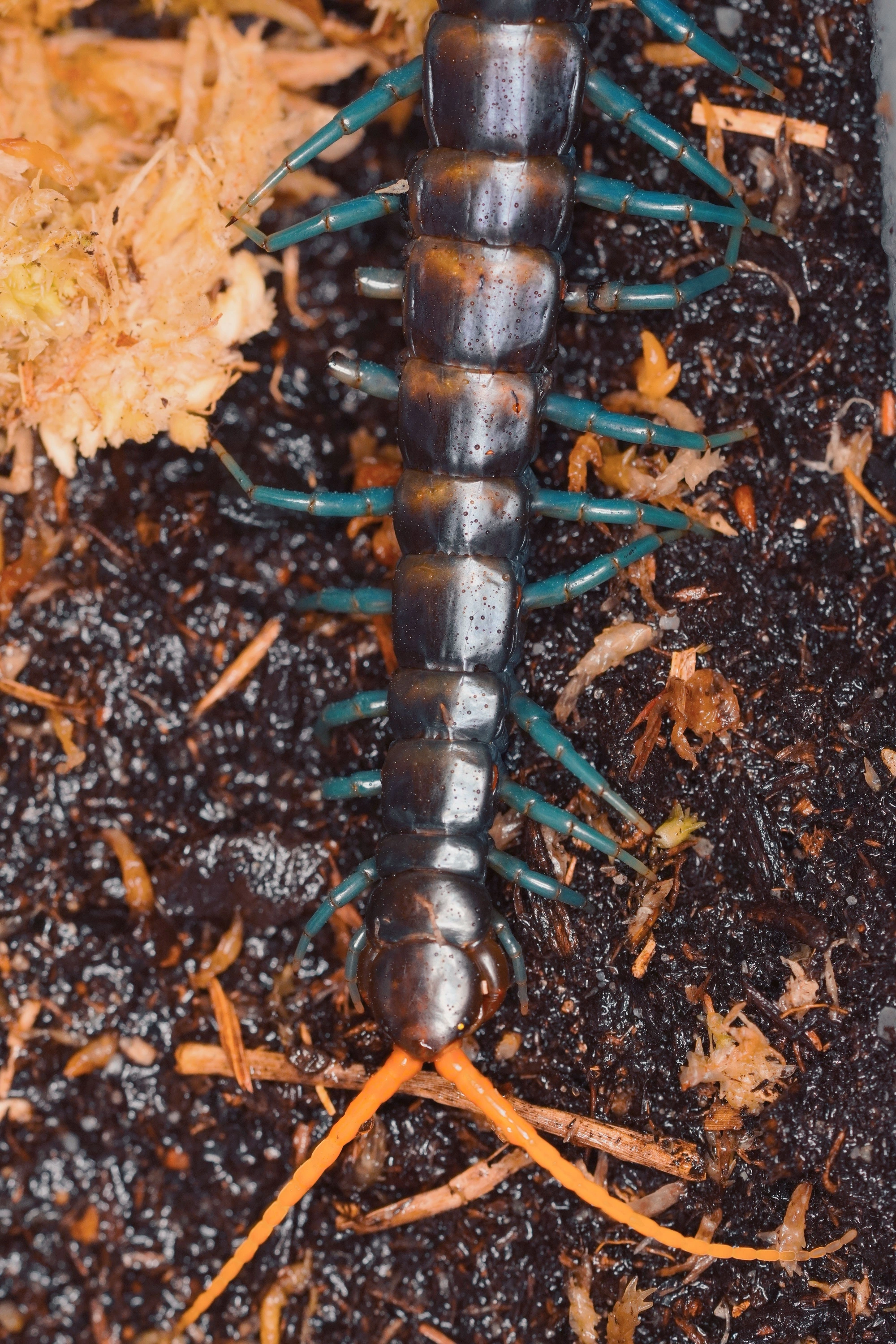 ペア売りです。Scolopendra paradoxa ペア売りです。Scolopendra paradoxa