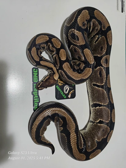 Normal Ball Python by JMB Reptiles