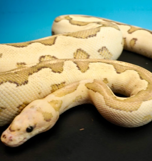 Vanilla Cream Clown Ball Python by Colorfully Vulgar