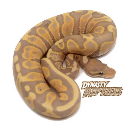 Banana GHI Leopard Ball Python by Dynasty Reptiles
