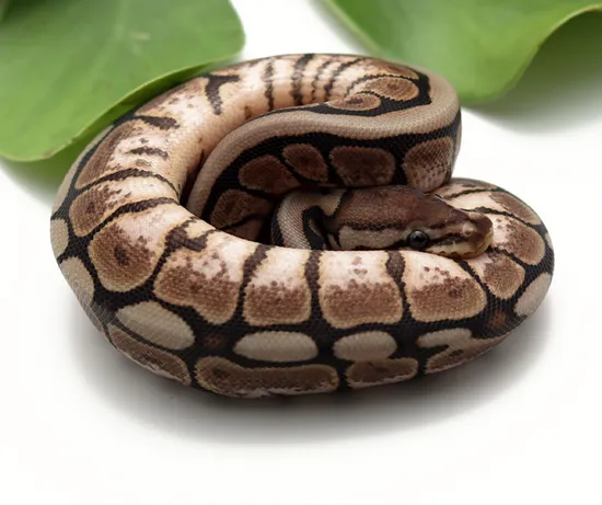 Cinnamon Spider Poss Het Sunset Ball Python by Dynasty Reptiles