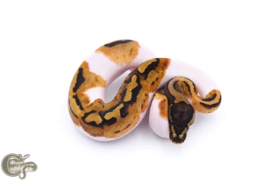 Pied Ball Python by Chimera