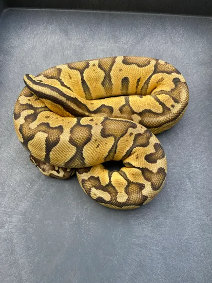 Pastel Enchi Lucifer Fader POS YB Ball Python by Python Lair