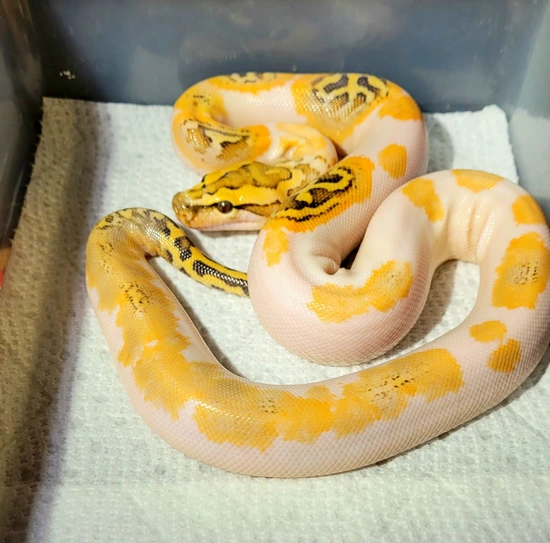 Gulf Coast Caramel Pied 66% Het Granite 50% Het Green Burmese Python by ...