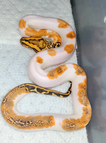Wei Caramel Pied Burmese Python by Andrew Campbell Reptiles