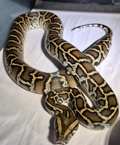 2024 100% Het Wei Caramel Pied Burmese Python by Andrew Campbell Reptiles