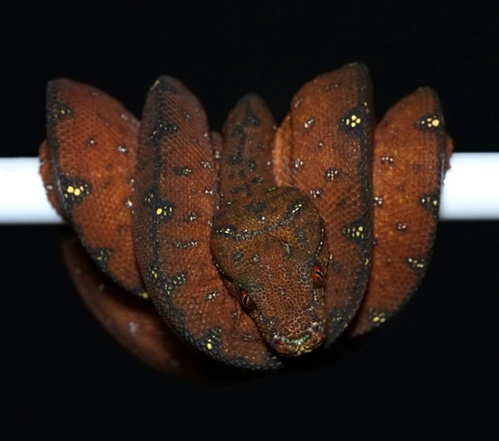 Melanistic Blue Line Green Tree Python by Gulf Coast Chondros