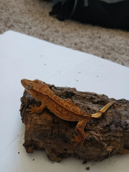 Crested Gecko Brindle