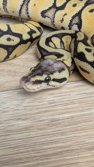 ♀️ Super Pastel Jolliff Tiger Ball Python by Rupp Reptiles