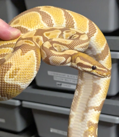 ♂️ Ultramel Het Pied *spicy* Ball Python by Rupp Reptiles