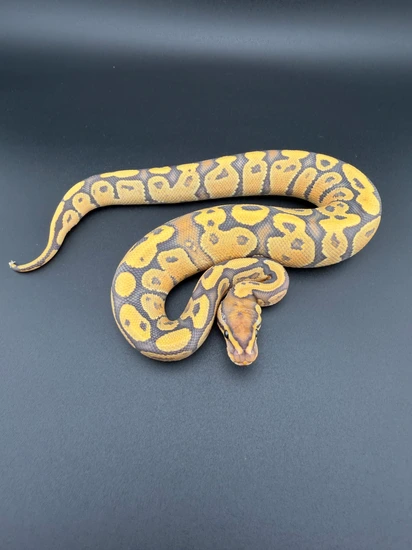 Super Fu Mandarin Vanilla Hypo Ball Python by DexoticS