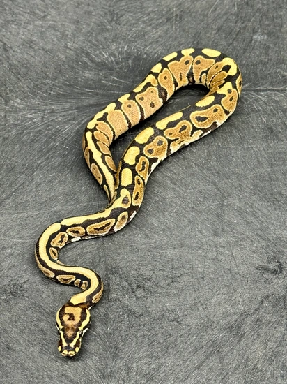 Spotnose DH Hypo Puzzle Ball Python by D's Balls and Exotics