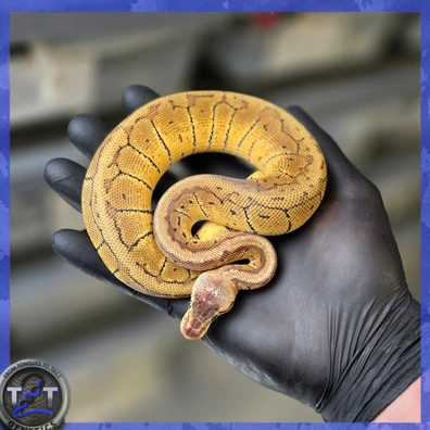 Pastel Pin Double Het Axanthic Vpi DG Ball Python - male for sale from From Tongues 2 Tails Genetics