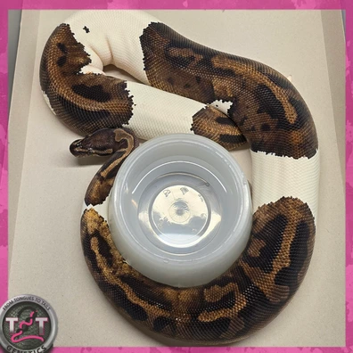 Pied Het Albino Ball Python - female for sale from From Tongues 2 Tails Genetics