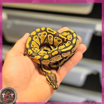 Hurricane Enchi YB Het Hypo 50% Tri Stripe Ball Python - female for sale from From Tongues 2 Tails Genetics