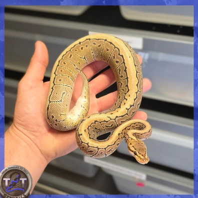 Spotnose Pin Double Het VPI DG Ball Python - male for sale from From Tongues 2 Tails Genetics