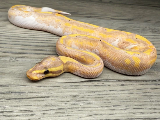 Asphalt Banana Calico Piebald Ball Python by DSRoyals Ball Pythons, LLC