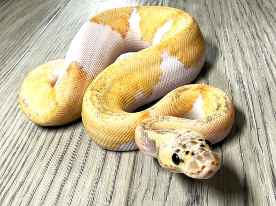 killer clown ball python animal facts - python regius... Killer (Leopard) Clown Piebald Ball Python by DSRoyals Ball Pythons, LLC