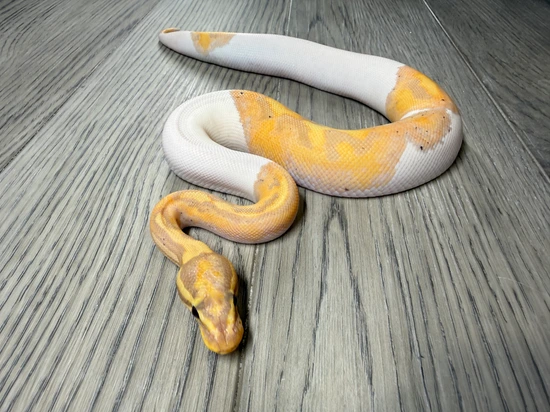 Banana (Calico)Piebald Ball Python by DSRoyals Ball Pythons, LLC