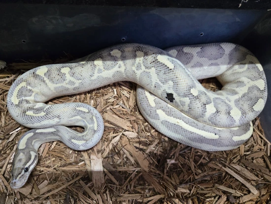 Highway Ball Python Grey Color Leopard Highway Ball Python by D&C Python Palette