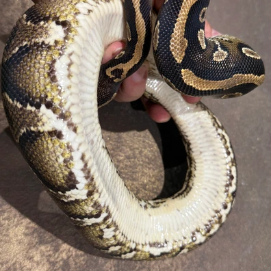 2024 Bh Yb H Hypo Female Delivery To Hamm Or Houten Ball Python - female for sale from Dutchpythons