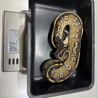 2025 Male Mojave Blackhead H Hypo Delivery To Hamm Or Houten Ball Python - male for sale from Dutchpythons