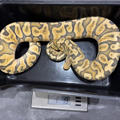 2023 Breeder Male Pastel Ghi Hypo H Rainbow Ball Python - male for sale from Dutchpythons