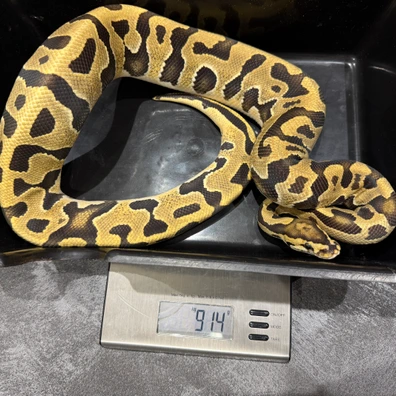 2024 Male Vanilla Puzzle Het Hypo Ball Python - male for sale from Dutchpythons