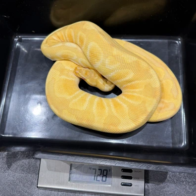 2024 Male Pastel Enchi Chocolate Hypo Rainbow Ball Python - male for sale from Dutchpythons