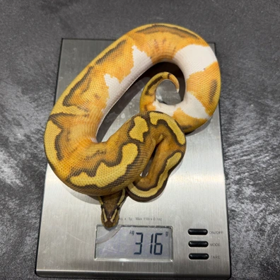 2025 Male Enchi Hypo Pied H Monarch Ball Python - male for sale from Dutchpythons