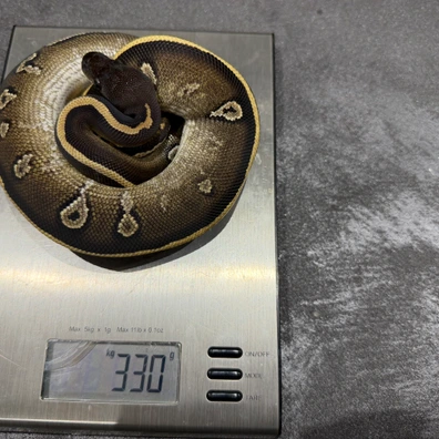 2025 Male Bh Mojave Red Gene Dh Riptide Hypo Ball Python - male for sale from Dutchpythons