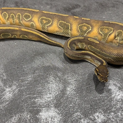 2024 Male Super Blackhead Enchi Hypo Het Pied Ball Python - male for sale from Dutchpythons