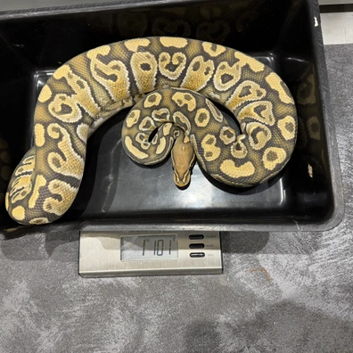 2024 Hurricane Hypo H Rainbow Ball Python - male for sale from Dutchpythons